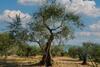 Casetta Maduneta Immersa In Un Oliveto