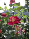 Bed & Breakfast Il Crocevia