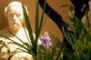 Apartamento Antica Corte Delle Ninfee, Historical Private Villa