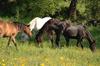 Agroturismo Agriturismo Bio Le Macchie Alte