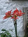 Lodge Porto Do Sol - Chal� 21