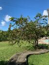 Parque Das Jandaias - Ch�cara