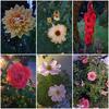 Richlands Homestay