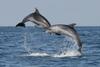 Apartamento Hi?a Delfinov - Old Piran Dolphin House
