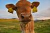 Ko?a Ojstrica - Velika Planina