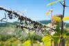 Hostal Pension Und Weingut Moselblick