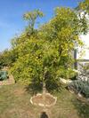 Hostal Guesthouse Villa Domenico