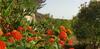 Guest House B&B Pietra Bianca