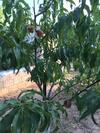 Bio Garden Stonehouse