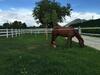 Agroturismo B. Equine Range Hotel