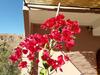 Riad Zitun