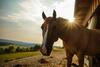 Hotel Landgasthof Dittersdorfer H�he