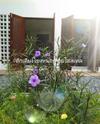 ??????????? Hug Khieng Khong Nongkhai Hostel