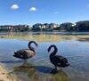 Halen's Hourse