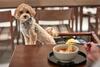 Hotel Le Chien Kyukaruizawa