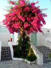 Apartamentos Astoria Paros