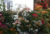 Zorzis Hotel -adults Only