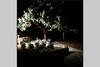 Oak Tree Cozy Apartment