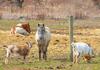 Charming Farmhouse, Including Barn Filled With Horses And Livestock