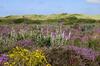 Texelcamping Loodsmansduin