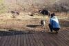 Leadwood Marloth, Kruger Park