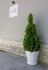 Olive Tree Apartment