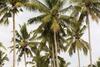 Albergue Jungle House - Surf & Stay