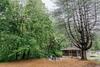 Pine Cottage