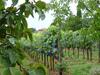 Agroturismo Holiday Home Pino Citta Della Pieve