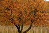 Bed & Breakfast Podere Castagne'