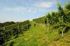 Hotel Weingut Winzerzimmer Rothsch�dl