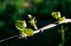 Hotel Weingut Winzerzimmer Rothsch�dl