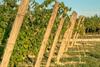 Agroturismo Tenuta La Borghetta