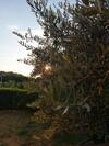 Apartamento L'olivo Nel Chianti
