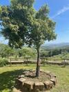 Apartamento Casa Di Campagna In Collina