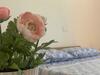 Le Castella Garden Apartment