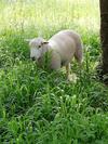 Yourte Mongole V�ritable
