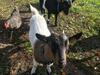 Bed & Breakfast Le Dragon Dans Les Buis