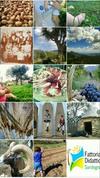 Agroturismo Fattoria Nuraghe Murtarba