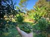 Hostal Heart Of Palms Ranch And Eco-farm