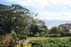 Gingerbread Cottage And Studio Fiji