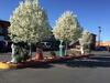Motel Sandia Peak Inn