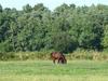 Bed & Breakfast Au Parc Aux Li�vres