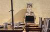 Holiday Home Vodice Stablinac