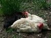 Agroturismo Pension Forsthof