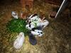 Agroturismo Pension Forsthof