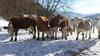 Agroturismo Pension Forsthof