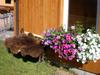 Apartamento Haus Bergfreund