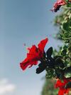Bed & Breakfast Summerland Garden Resort