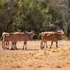 Lodge Olievenfontein Private Game Reserve